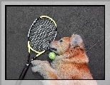 Pies, Piłka, Rakieta tenisowa